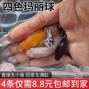 玛丽球鱼奶牛玛丽球 月光鱼胎生鱼直接下小鱼大肚怀孕鱼米奇孔雀