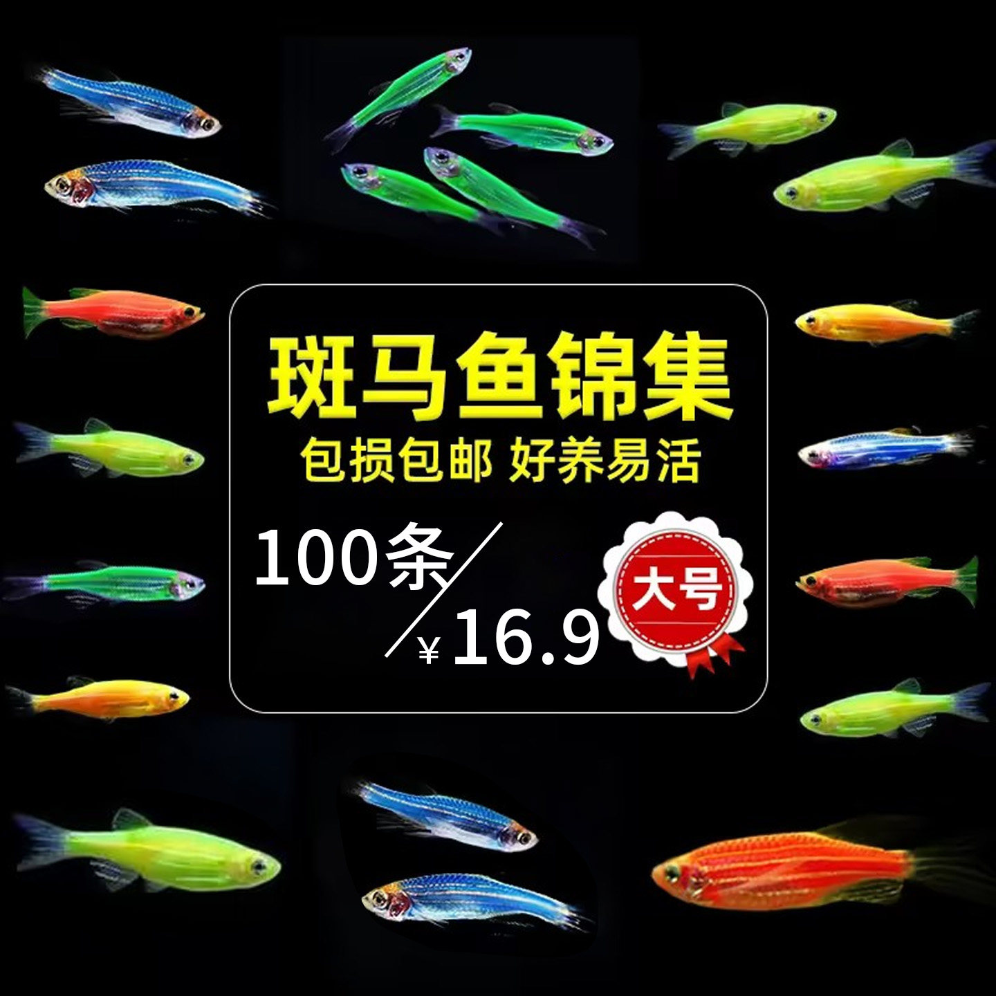 斑马鱼活体小型鱼苗观赏鱼耐活荧光冷水鱼好养淡水鱼热带鱼斑马鱼