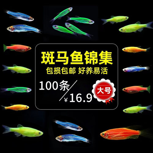 斑马鱼活体小型好养热带观赏鱼