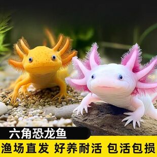 六角恐龙鱼霸王水族爬行东方蝾螈淡水冷水鱼金火龙鱼观赏活体宠物