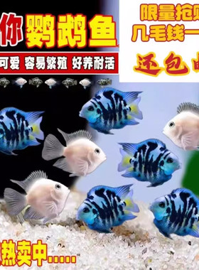 迷你鹦鹉鱼活体好养可繁殖