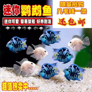 迷你鹦鹉鱼活体淡水热带观赏鱼鱼苗三湖慈鲷宝蓝白金繁殖种鱼混养