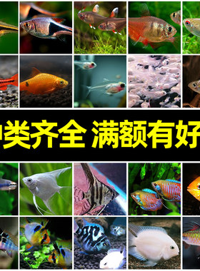 热带鱼苗观赏鱼红绿灯活体清道夫