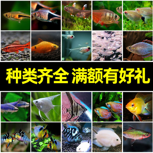 热带鱼苗观赏鱼红绿灯活体清道夫