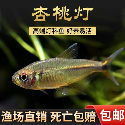 杏桃灯南美灯科鱼群游鱼淡水鱼