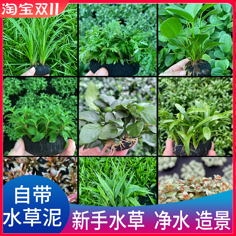 鱼缸水族箱造景活体水草植物日本藻球 淡水常温懒人前景红松尾