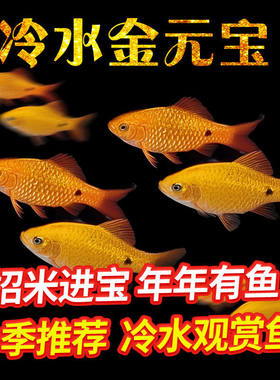 冷水新手入门招米金元宝鱼