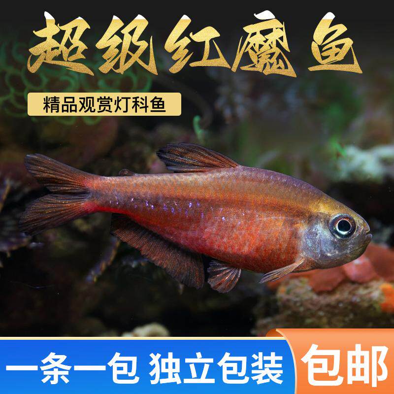 超级红魔鬼灯鱼高端缸热带灯鱼