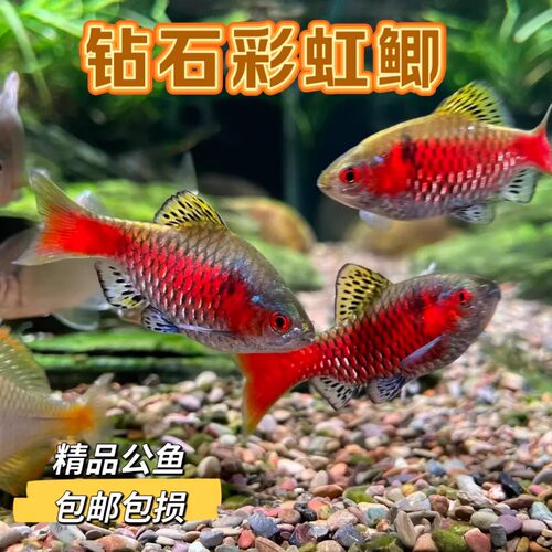 钻石彩虹鲫进口鲤科冷水耐寒