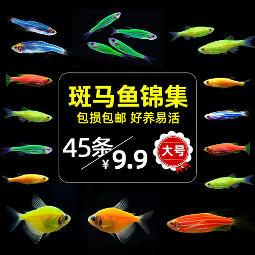 斑马鱼活体小型好养热带观赏鱼