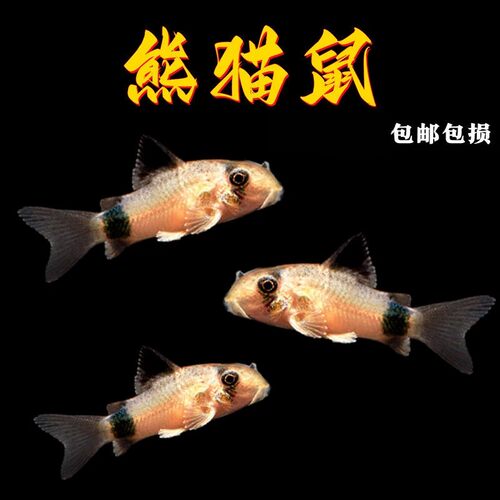 熊猫鼠鱼活体清缸底除藻