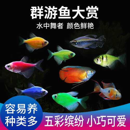 天使鱼一眉道人观赏鱼群游虎皮鱼