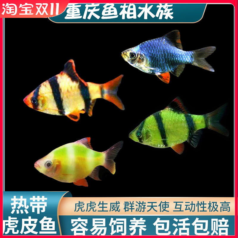 虎皮鱼活体鱼热带鱼淡水鱼小型鱼宠物鱼金绿虎皮鱼群游观赏鱼好养
