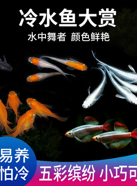 原生冷水鱼观赏鱼观背青鳉鱼锦鳉卵苗小型淡水原生鱼易养好养耐活