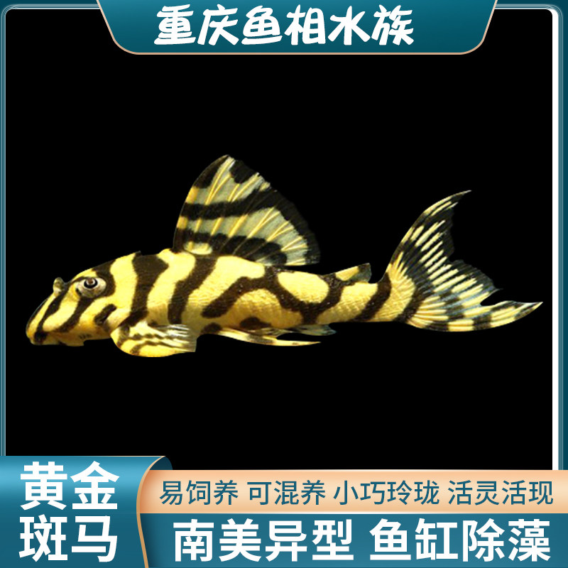 L134黄金斑马异型热带