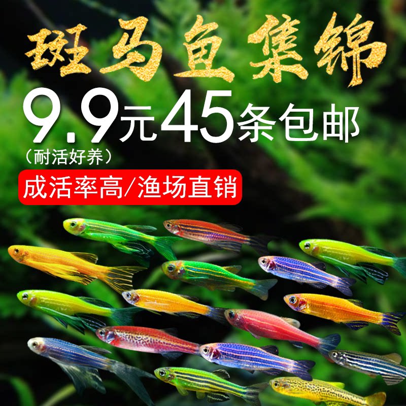 斑马鱼活体小型鱼苗观赏鱼耐活荧光冷水鱼好养淡水鱼热带鱼斑马鱼