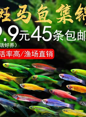 斑马鱼活体小型鱼苗观赏鱼