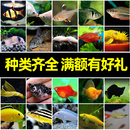 鱼苗 活体 观赏鱼 红绿灯鱼 草缸鱼相水族 入门级品种 热带鱼