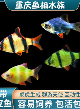 虎皮鱼淡水鱼活体鱼热带鱼