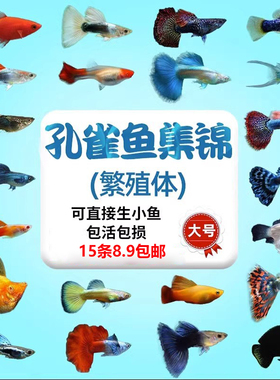 孔雀鱼热带纯种活鱼苗淡水小型好养易观赏鱼胎生凤尾鱼灯科鱼混养