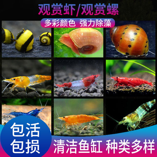 黑壳虾除藻虾观赏虾淡水极火虾
