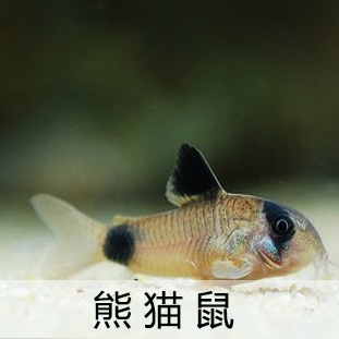 入门级鼠鱼熊猫小型底层垃圾