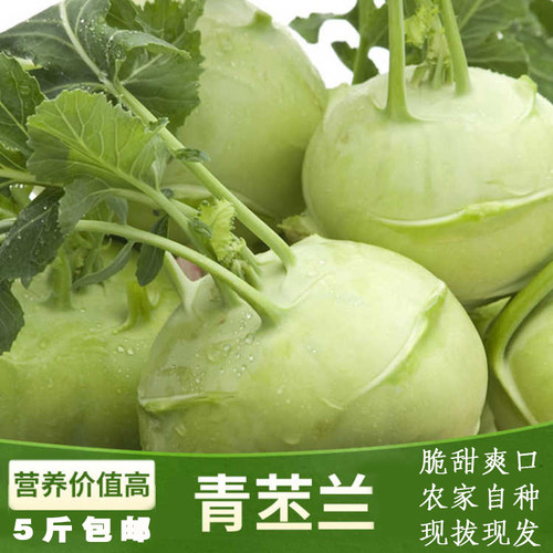山西岚县苤蓝农家自种疙瘩蔬菜