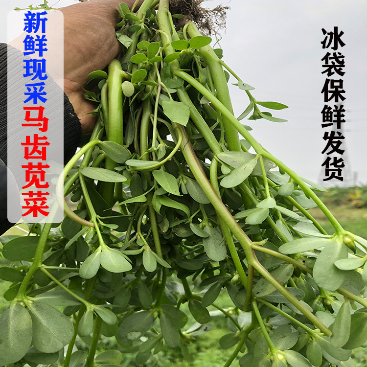新鲜现采 马齿苋菜 马齿菜 马苋菜 蚂蚱菜 牛栏菜 牛兰草500g包邮