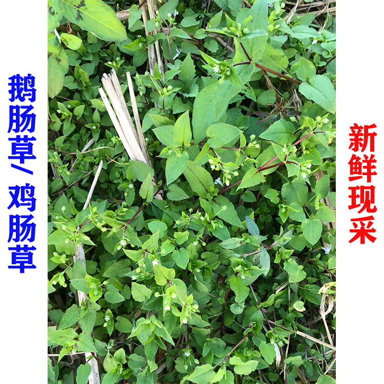现采新鲜鹅肠草广东省