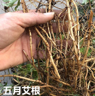 新鲜五月艾草根 五月艾根 艾头根小叶艾客家坐月子艾纯根中草药