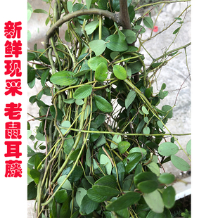 新鲜现采 老鼠耳藤小叶铁包金 乌金藤乌口仔果中草药枝叶500g包邮