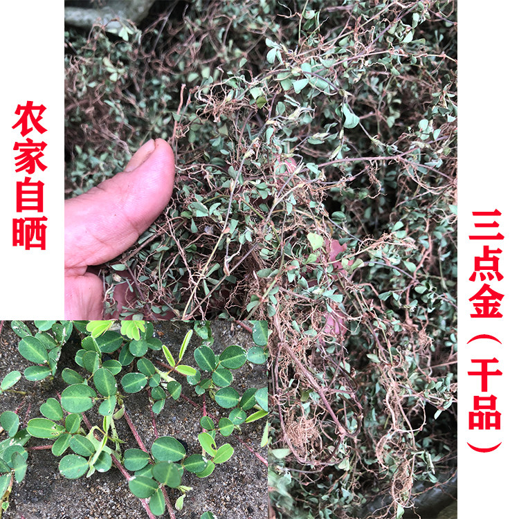 今年新晒小叶三点金草 三脚虎 斑鸠窝 品字草 三点桃干品中草药材