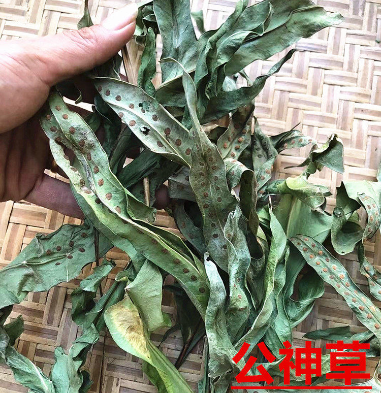 新晒干品湛江公神草 新鲜枝叶七星剑 脉门草功神草中草药