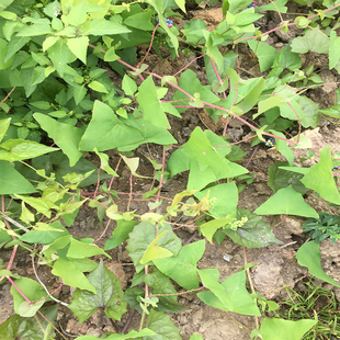 新鲜现采中草药 杠板归 河白草 蛇倒退 蛇不过中药材