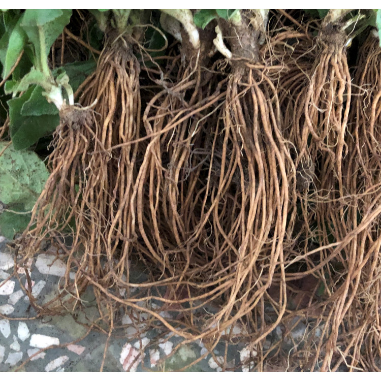 新鲜现挖中草药纯根地胆头羊耳草 胆草根头 地斩头 中药材