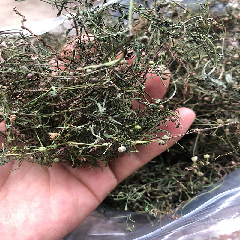 野外白花蛇舌草 蛇利草 农家晒无硫全颗二叶葎新品 干货 蛇舌草粉