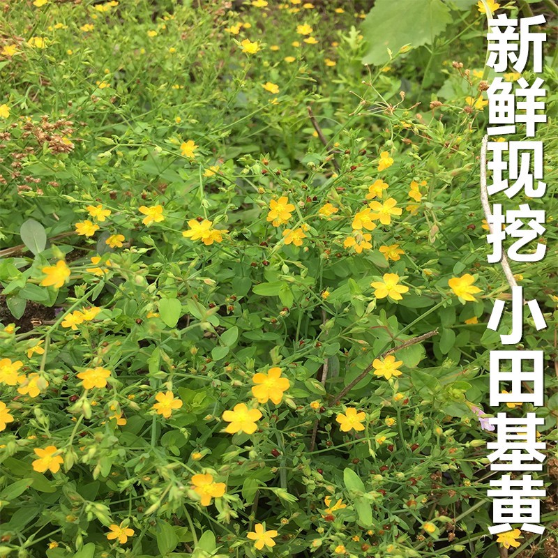 新鲜现摘 田基黄 中草药 黄花仔 黄金草 七寸金 地耳雀舌草中药材