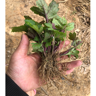 满6棵包邮红艾菜苗珍珠花菜苗红经艾苗鸭脚艾草苗中草药