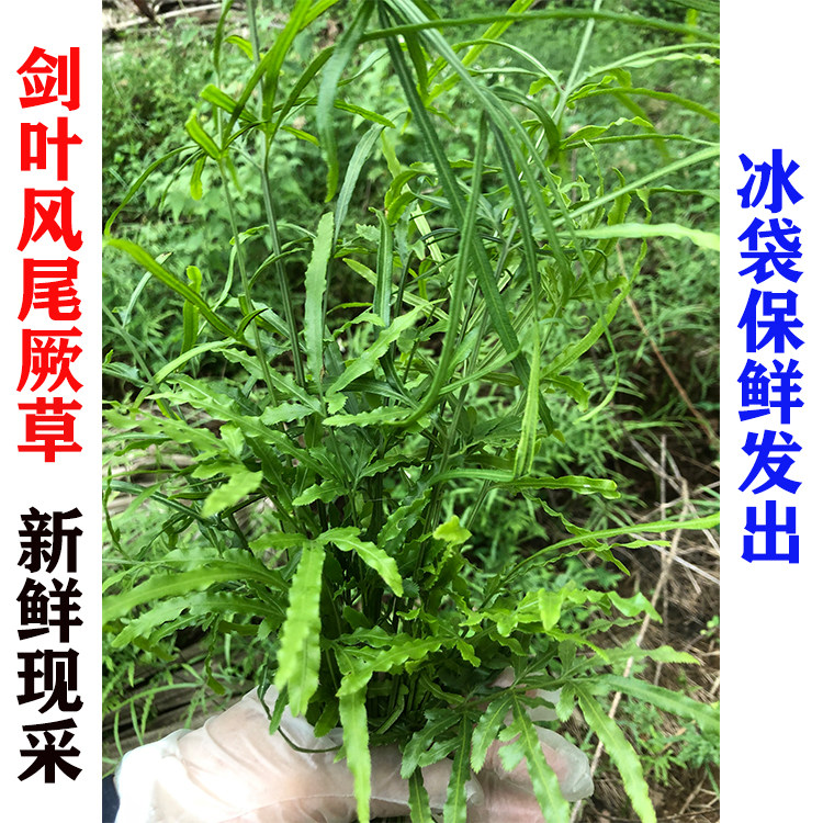新晒新鲜干品剑叶凤尾蕨 三叉草 井边茜 中草药全草中药材