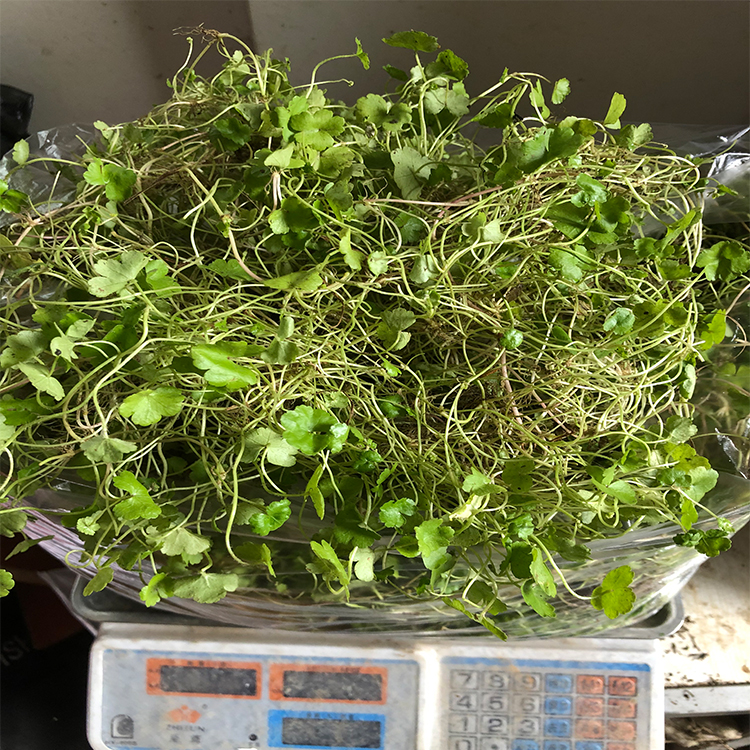 新鲜现采 满天星  天胡荽 农村中草药 钱币草小叶钱凿菜 遍地锦