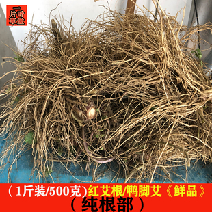 新鲜红艾菜根珍珠花菜根红经艾根鸭脚艾纯根广东烫汤料满1斤包邮