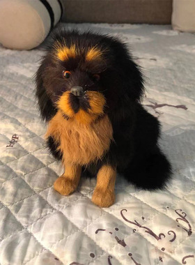 创意家居摆设仿真藏獒摄影摆件教学模型 藏獒犬狗动物模型装饰品