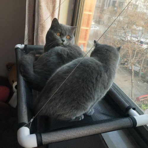 猫吊床挂窝吸盘式猫窝四季通用猫咪吊床窝阳台秋千小宠物猫咪用品