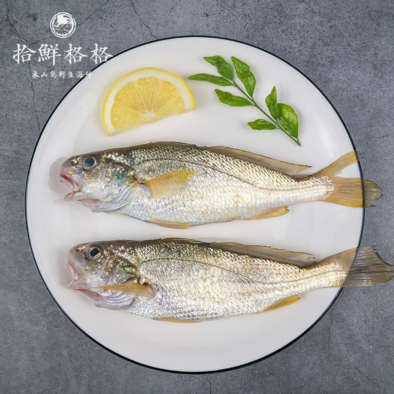 拾鲜格格 加芒鱼 俗称小黄花鱼 东山岛海鲜 海钓野生海鱼鲜活500g