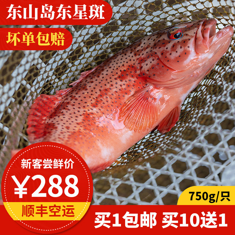 东星斑 活冻 1只1.7斤 东山岛海鲜 现捕鲜活石斑鱼 深海燕尾斑活