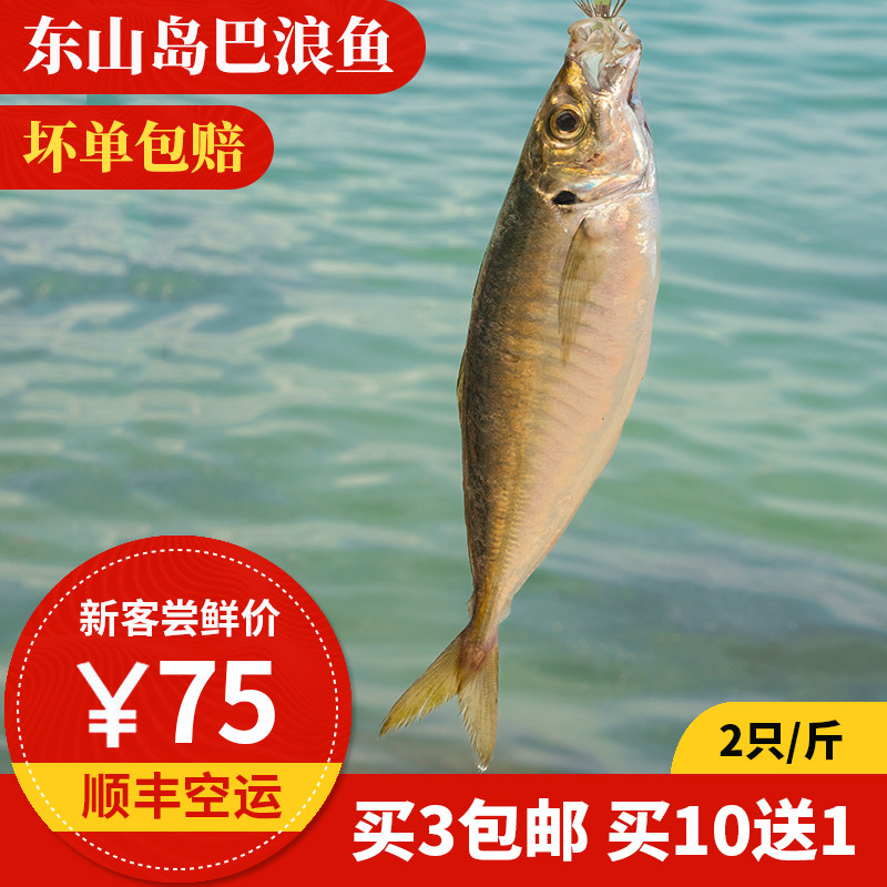 养殖巴浪鱼 2条 500g 东山岛海鲜 池鱼 生态竹筴鱼 冰冻 刺身海鱼
