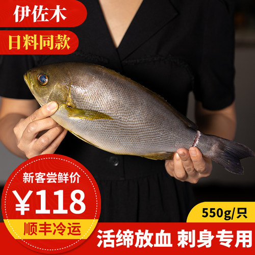 拾鲜格格 伊佐木 东山岛海鲜 刺身黄鸡鱼 omakase