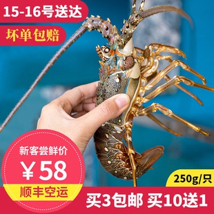 小青龙龙虾 东山岛海鲜 海捕速冻大龙虾 新鲜深海冷冻小青龙虾
