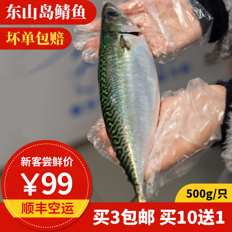 养殖青花鱼 鲭鱼  东山岛海鲜 可刺身级 鲜活放血鲜寄  顺丰到家