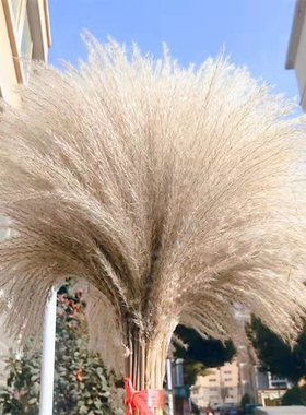 小芦苇干花花束拂尘diy婚礼兔尾草潘帕斯草客厅家居装饰桌面摆件